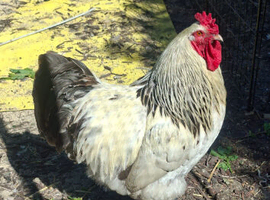 Brama chicken
