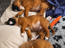 Champion breed boxer puppies
