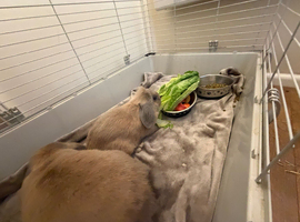 Mini lop