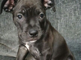 Staffy cross pups