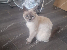 Maine coon/Persian 12 weeks old