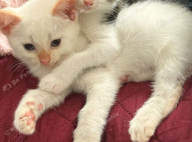 Kittens ready for pickup