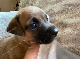 Rare colour / Merle Jack Russell Pups ( Wenlock) DNA Health Clear Stud