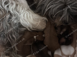 Puppies  shihzu cross yorkie