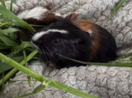 Beautiful female guinea pig