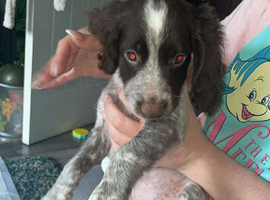 Sprocker spaniel