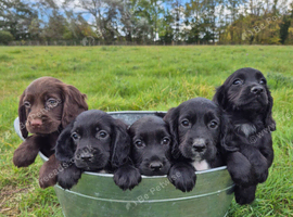 Cocker spaniel puppies