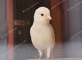 Canary male's