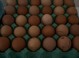 Pure bred partridge hatching eggs