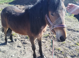 Cheeky 18 Months DHP Gelding