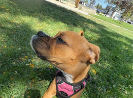 Dog vest