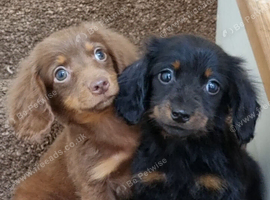 Gorgeous,Miniature Long-Haired Dachshund puppies