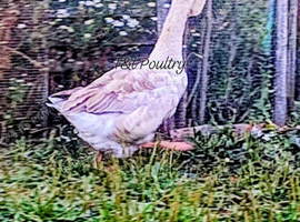 2 x Dewlap Toulouse Ganders