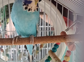 Female show budgie