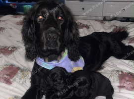 Two beautiful cocker spaniels