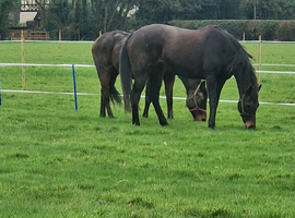 Sports horse full green passport