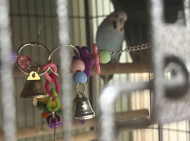 Beautiful Budgie and huge cage on wheels with all accessories