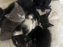 6 gorgeous kittens for sale. Born on 31/03/26.