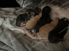 Kittens