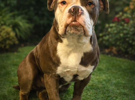 Hugo for stud