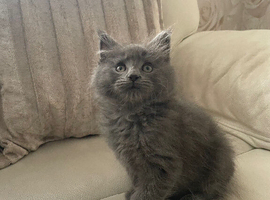 Mainecoon xRagdoll solid grey boy