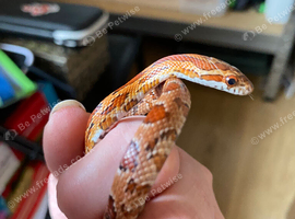 Young corn snake