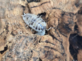 Diary Cow Isopods
