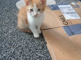 11 week old male kittens for sale