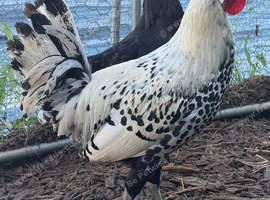 Appenzeller flock and other items