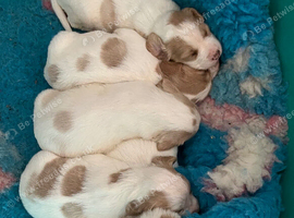 Cocker spaniel puppies