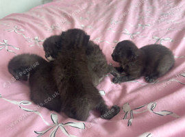 Black and white kittens