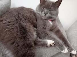 Beautiful Russian blue girl