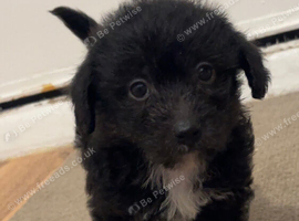 Beautiful Toy Jackapoo Puppies