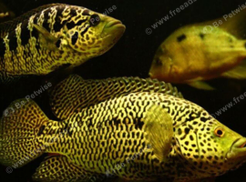 Jaguar fish