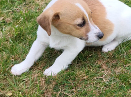 Jack Russell