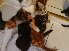 4 adorable kittens looking for a home