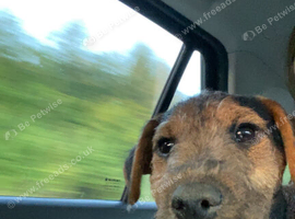 Lakeland terrier pup