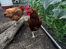 2 Colombian black tail hens