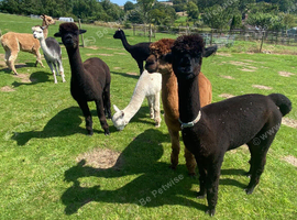 Two stud alpaca for loan