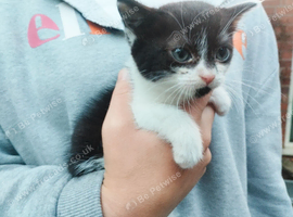 Absolutely stunning kittens