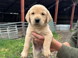 KC Labradors