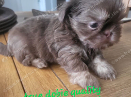 Special quality kc dobie Imperial shih tzu's