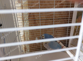 Four baby budgies