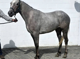 Very smart 3yr sports horse ID/Warmblood
