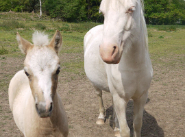 Welsh A mare and foal