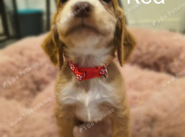 Working Cocker Spaniel Puppies Ready for Homes