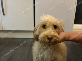 Stunning cockapoo