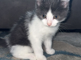 Grey and white kitten