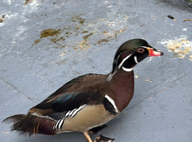 Wood duck