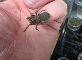Vitalius Chromatus (formerly Nhandu) Tarantula slings for sale